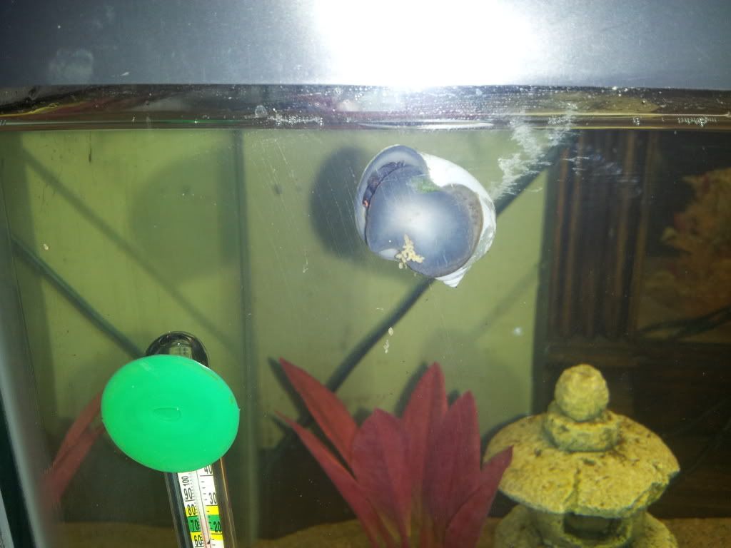 Is this snail poop? Aquarium Advice Aquarium Forum Community