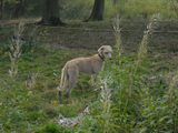 th_CIMG1365.jpg?t=1361748027