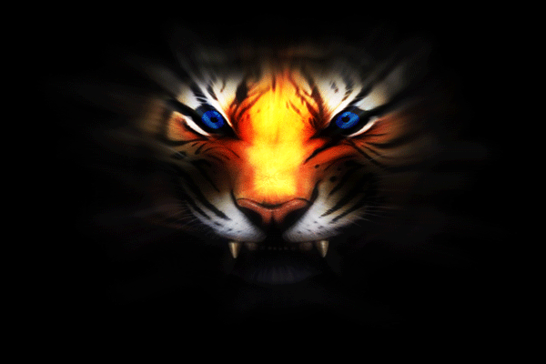 desktop wallpaper tiger. tiger khanda Desktop