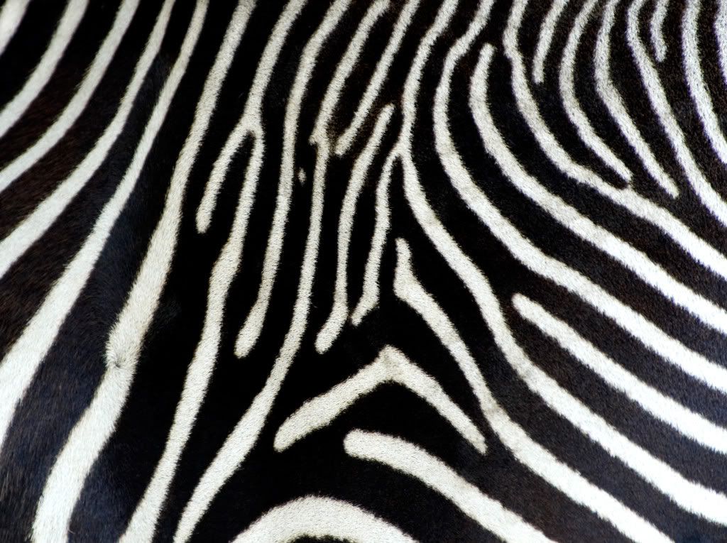 zebra wallpapers. wallpaper zebra print.