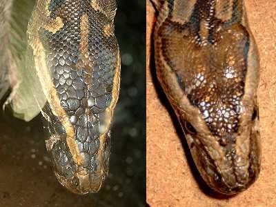 difference between natal rock python and northern afric
