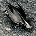 The Day the Earth Stood Still synthetic bugs