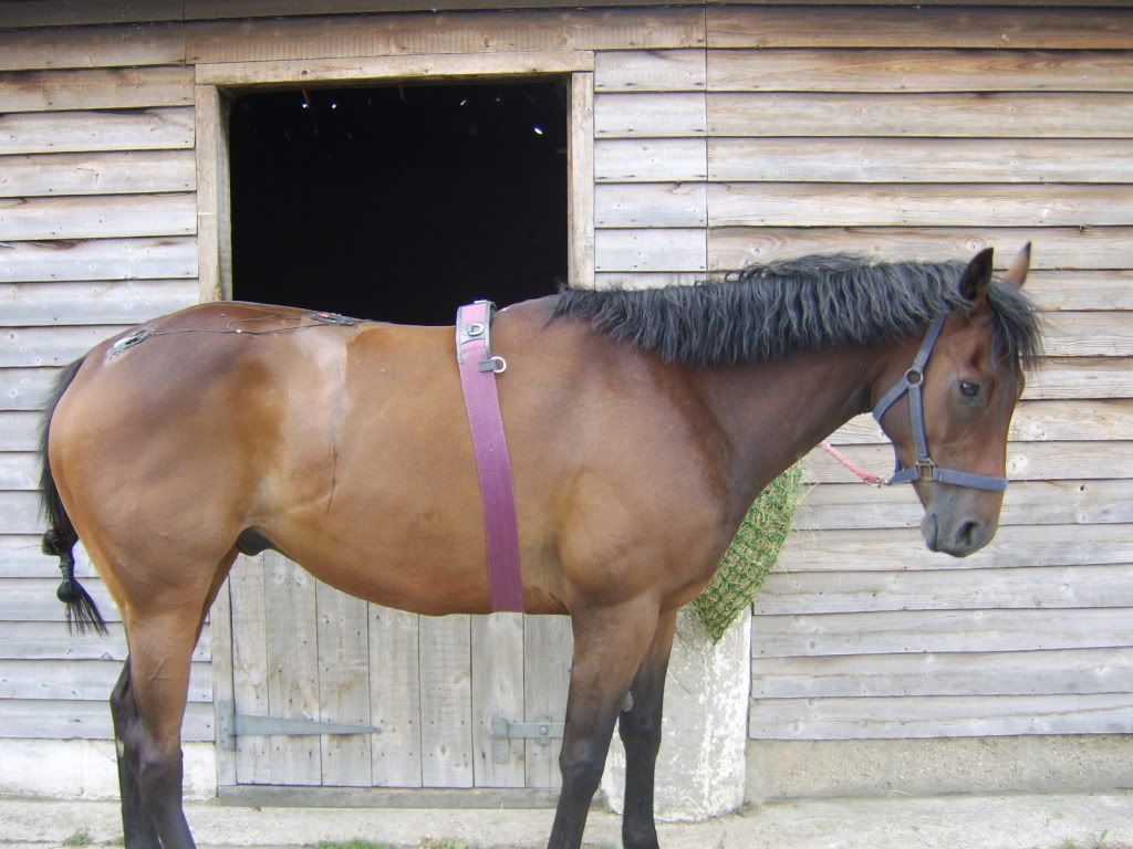 tens/ems machine Horse and Hound Forum