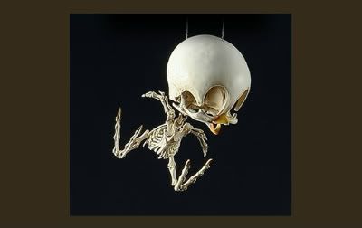 Tweety bird skeleton