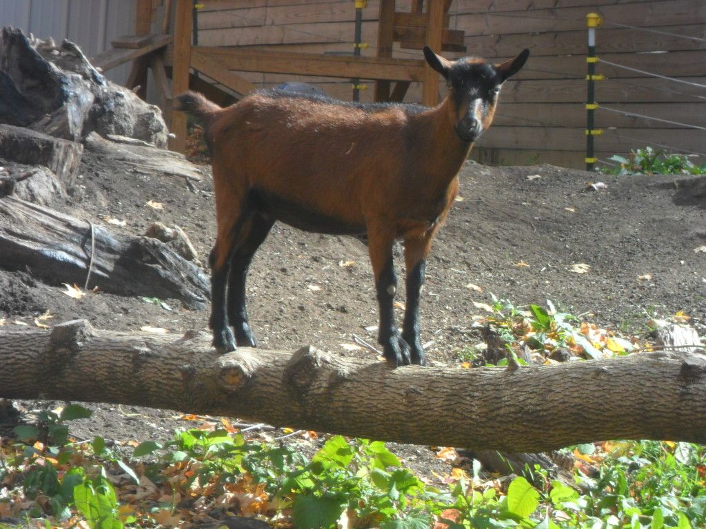 Alpine or Saanen - Goats