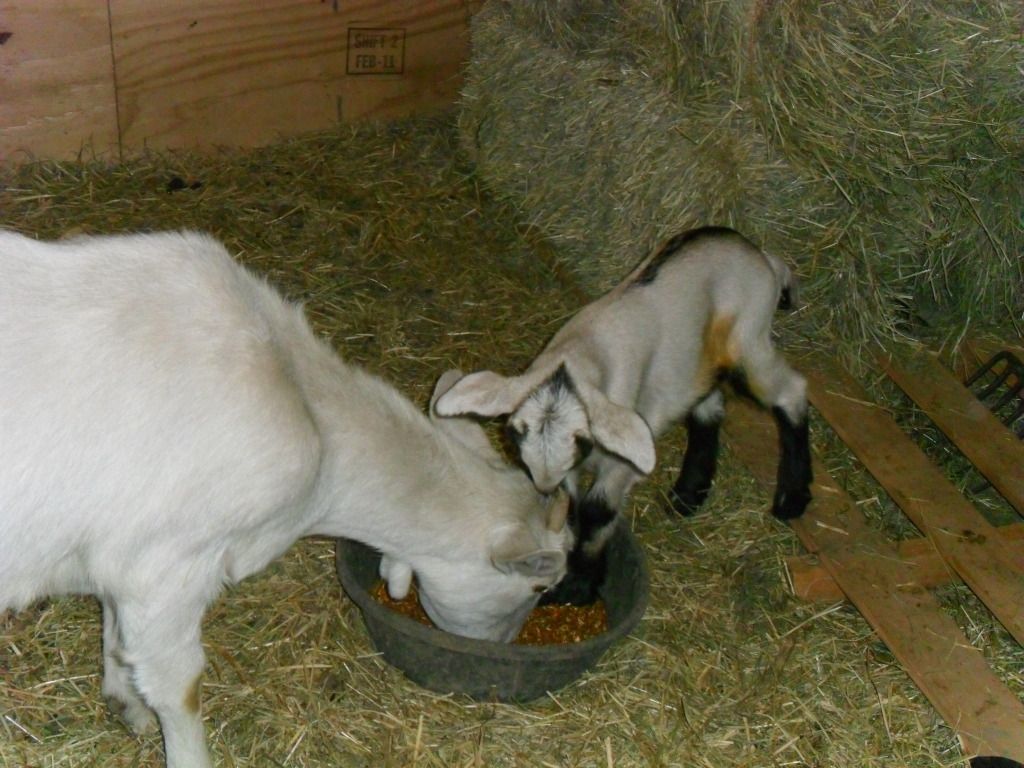 Alpine or Saanen - Goats