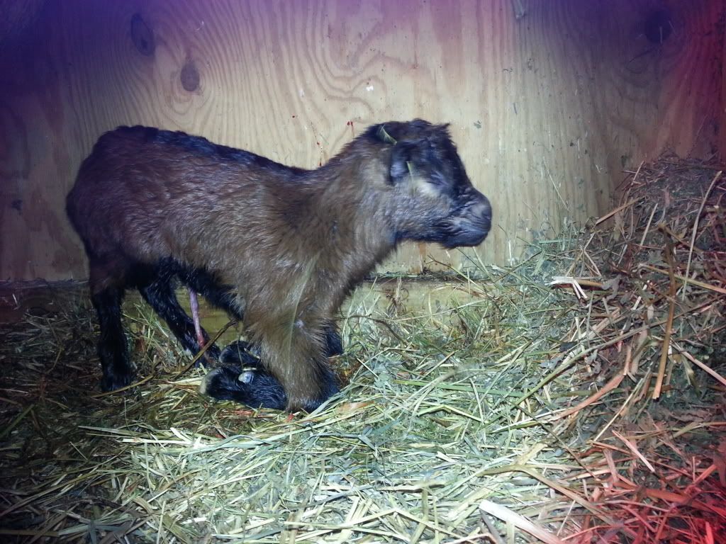 Hello Everyone! - Goats