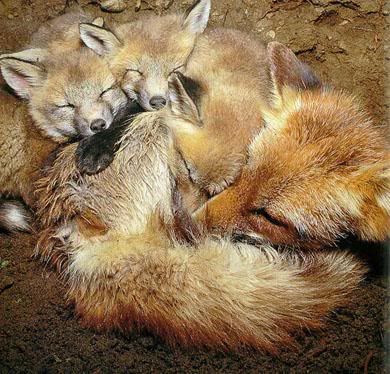 http://i1001.photobucket.com/albums/af138/barrythemod/Sleeping%20Animals/RED_FOXES_MOM_N_3CUBS-SLEEPING.jpg