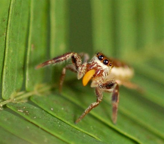 http://i1001.photobucket.com/albums/af138/barrythemod/To%20Forward/091012-acacia-spider-02_zps8bf929d8.jpg