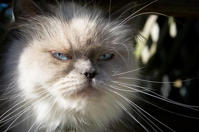 http://i1001.photobucket.com/albums/af138/barrythemod/To%20Forward/Blue_Point_Himalayan_Cat.jpg