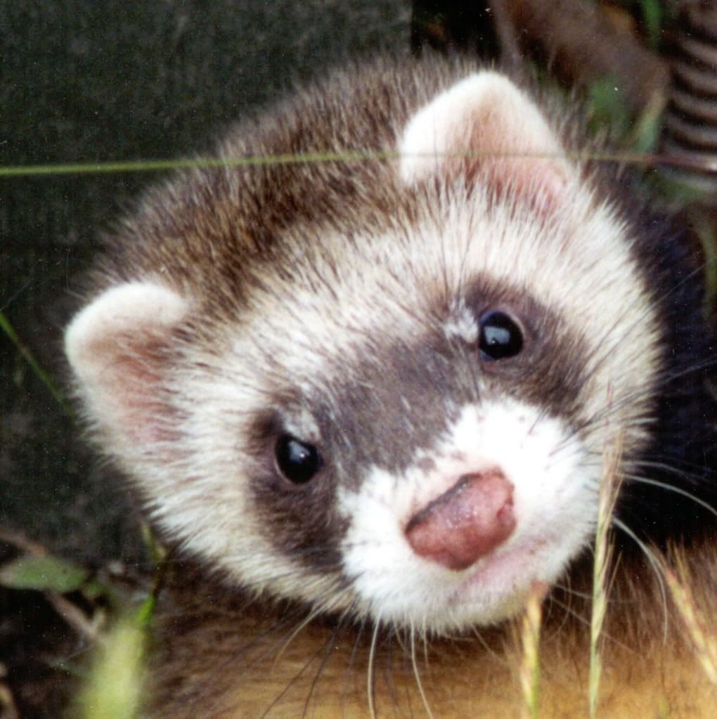 http://i1001.photobucket.com/albums/af138/barrythemod/To%20Forward/Funny-Ferret-Cute-Small-Pets-Wallpa.jpg