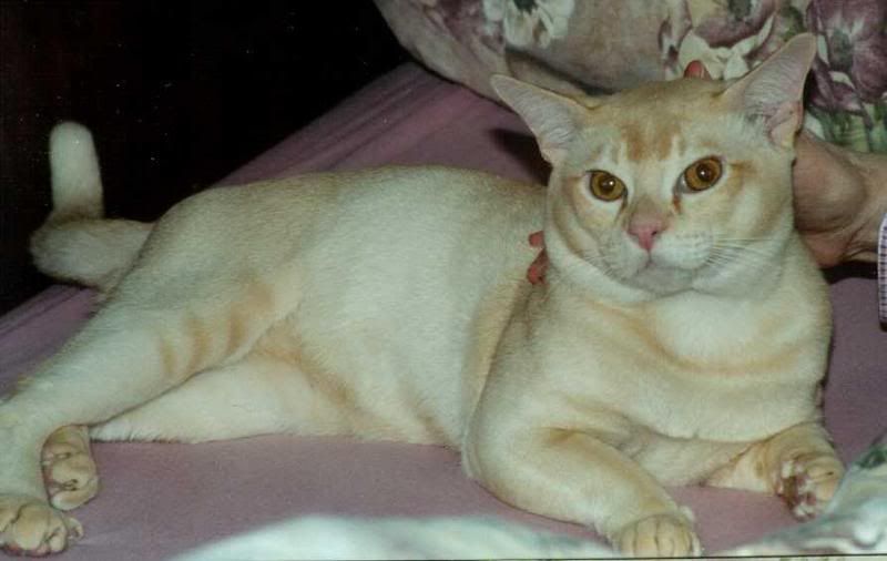 http://i1001.photobucket.com/albums/af138/barrythemod/To%20Forward/Summer02-Red_Burmese_Cat-by_Frank_and_Heidi_Schulz-m.jpg