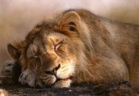 http://i1001.photobucket.com/albums/af138/barrythemod/To%20Forward/asian-lion-sleeping.jpg