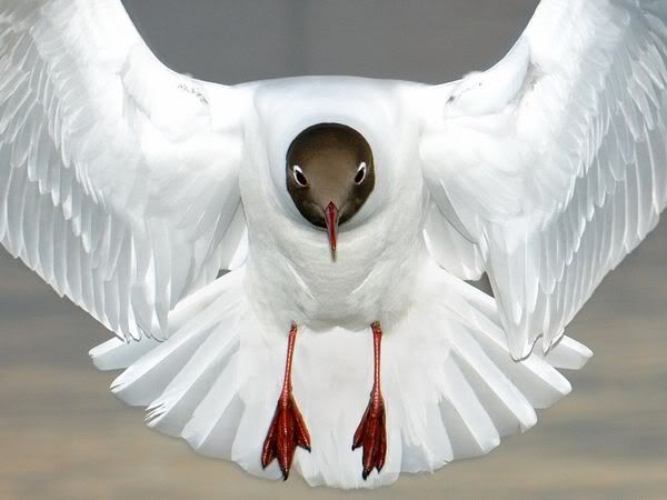 http://i1001.photobucket.com/albums/af138/barrythemod/To%20Forward/black-headed-gull-uk_22647_600x450.jpg