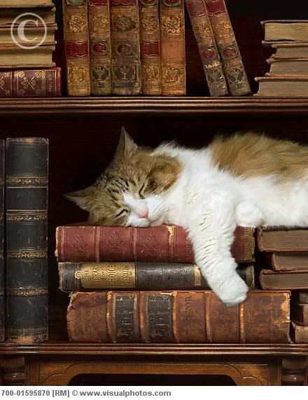 http://i1001.photobucket.com/albums/af138/barrythemod/To%20Forward/cat_sleeping_on_bookshelf_700-01595.jpg