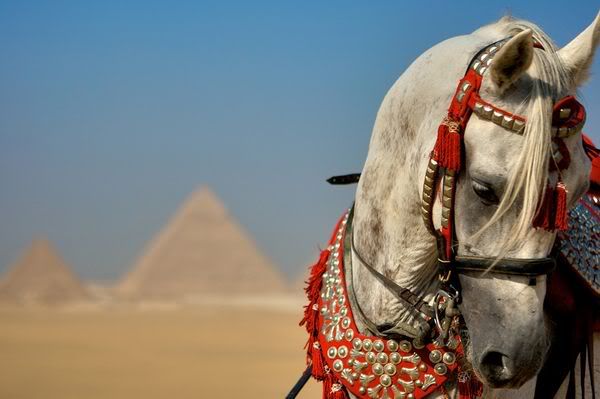 http://i1001.photobucket.com/albums/af138/barrythemod/To%20Forward/egypt-arabian-stallion-great-pyramids.jpg