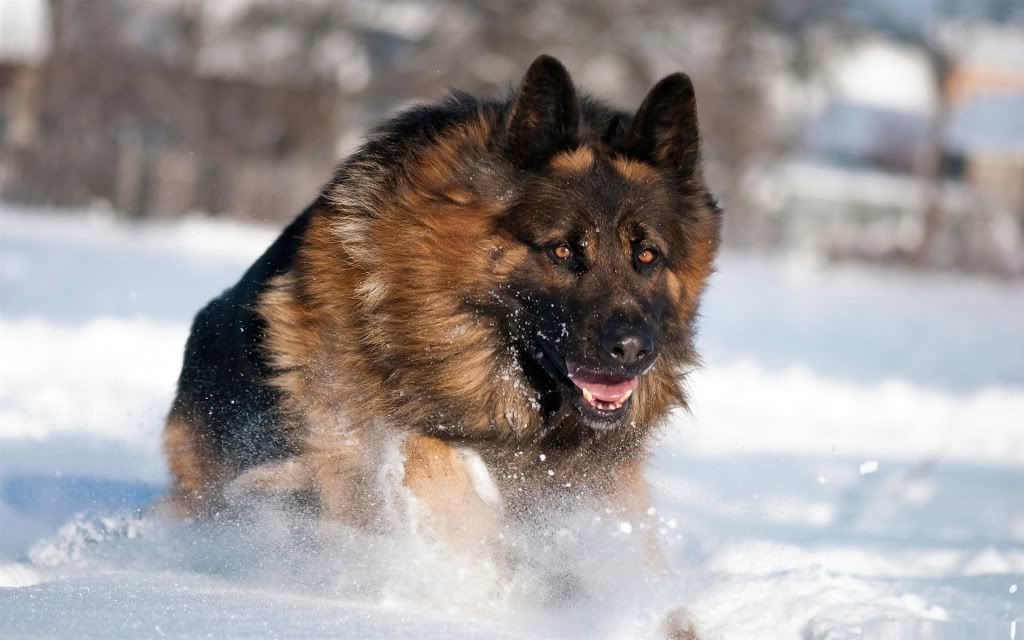 http://i1001.photobucket.com/albums/af138/barrythemod/To%20Forward/german_shepherd_running_in_snow-dog.jpg