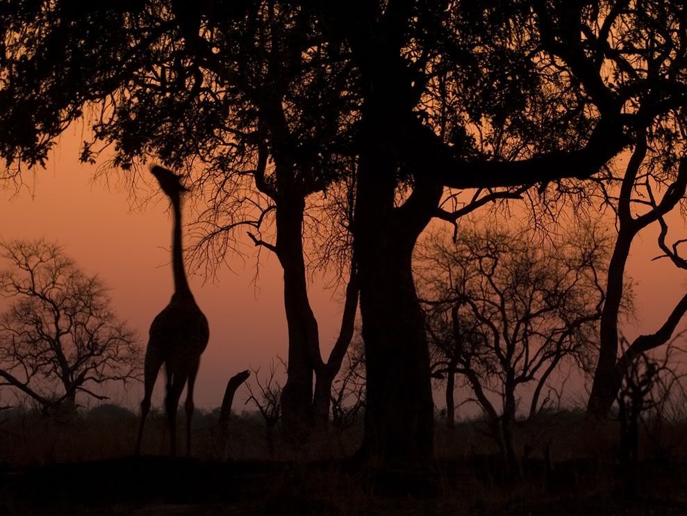 http://i1001.photobucket.com/albums/af138/barrythemod/To%20Forward/giraffe-silhouette-zambia_25298_990.jpg