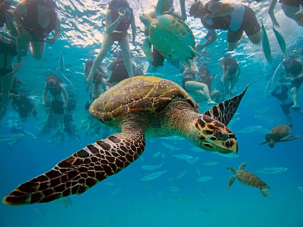 http://i1001.photobucket.com/albums/af138/barrythemod/To%20Forward/hawksbill-turtle-barbados_26743_990.jpg