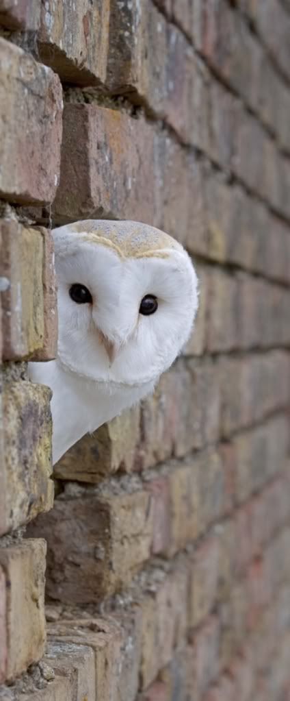 http://i1001.photobucket.com/albums/af138/barrythemod/To%20Forward/l-Barn-Owl_zpsd9db1141.jpg