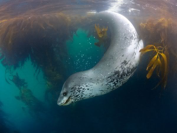 http://i1001.photobucket.com/albums/af138/barrythemod/To%20Forward/leopard-seal-swimming_12095_600x450.jpg