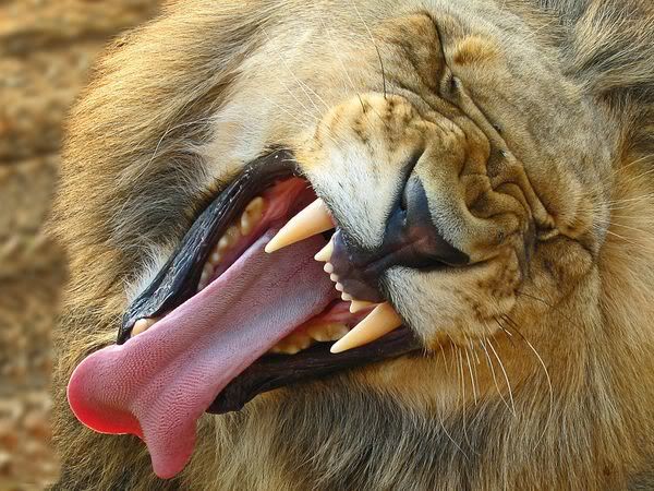 http://i1001.photobucket.com/albums/af138/barrythemod/To%20Forward/lion-yawning_12659_600x450.jpg