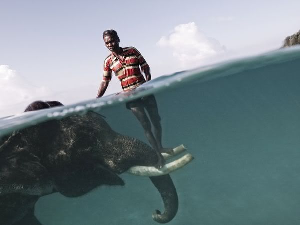 http://i1001.photobucket.com/albums/af138/barrythemod/To%20Forward/mahout-elephant-underwater_23937_60.jpg