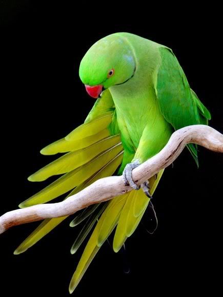 http://i1001.photobucket.com/albums/af138/barrythemod/To%20Forward/male-indian-ringneck-parrot_12904_6.jpg