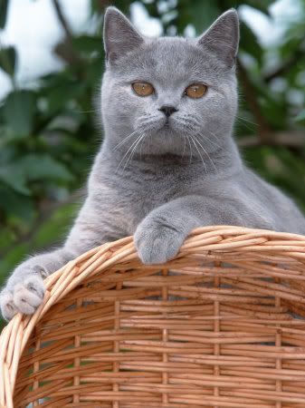 http://i1001.photobucket.com/albums/af138/barrythemod/To%20Forward/meester-de-british-blue-shorthair-c.jpg