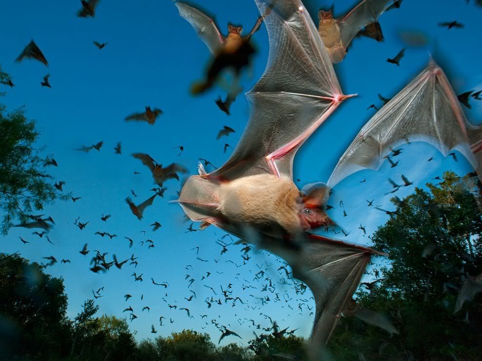 http://i1001.photobucket.com/albums/af138/barrythemod/To%20Forward/mexican-free-tailed-bats_28392_990x.jpg