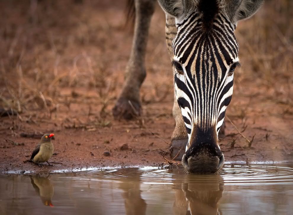 http://i1001.photobucket.com/albums/af138/barrythemod/To%20Forward/oxpecker-zebra-south-africa.jpg