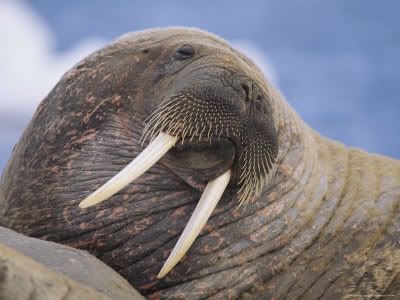 http://i1001.photobucket.com/albums/af138/barrythemod/To%20Forward/portrait-of-an-atlantic-walrus.jpg
