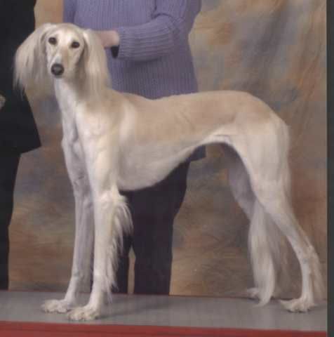 http://i1001.photobucket.com/albums/af138/barrythemod/To%20Forward/saluki.jpg