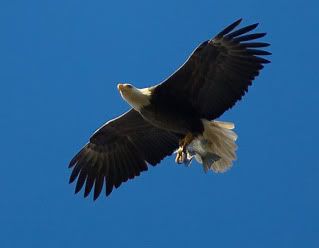 Eagle Pictures, Images and Photos